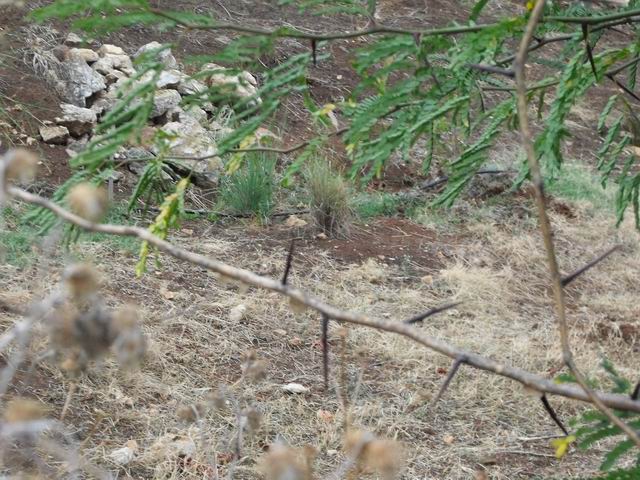 Gleditsia triacanthos / Spino di Giuda